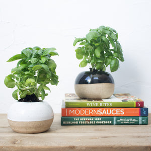 Herb Planter - White Glaze on Natural Clay Body